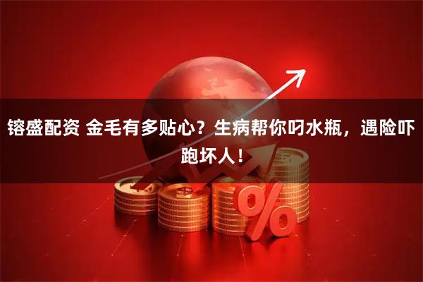 镕盛配资 金毛有多贴心？生病帮你叼水瓶，遇险吓跑坏人！